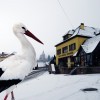 stork_winter